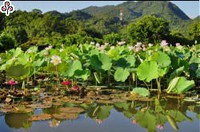 百人植樹 涵養雙溪純淨水源頭