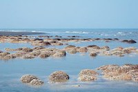 觀音「黑海」禍首 疑纖維廠廢水 