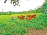 人與河川搶地 竹林綠帶不再