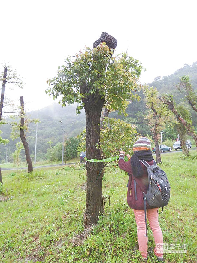 松菸移走600樹 僅活205棵