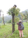 松菸移走600樹 僅活205棵