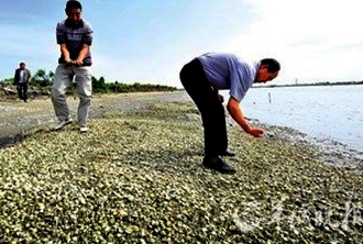 粵近海污染 生蠔銅超標740倍