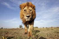 野生動物40年少一半 地球生命力銳減